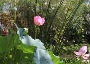 Sacred lotus flower Nelumbo nucifera