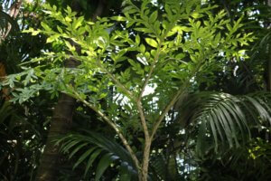 Amorphophallus konjac voodoo lily