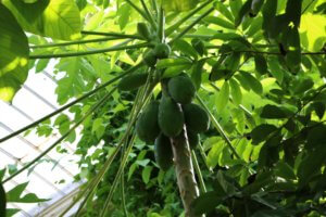 Papaya fruit growing in palm house kew