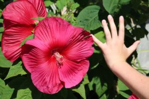 Hibiscus moscheutos 'Southern Belle'