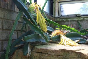 Epiphyllum spent flowers