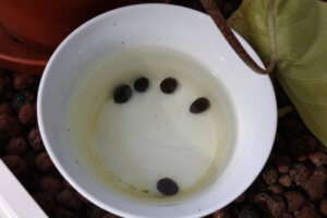 Nelumbo nucifera seeds