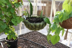 Epiphyllum in hanging basket