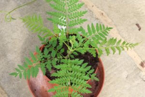 Jacaranda mimosifolia young plant grown from seed
