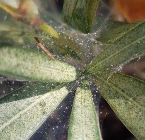Red spider mite infestation