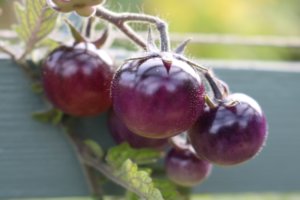 Tomato indigo blue berries