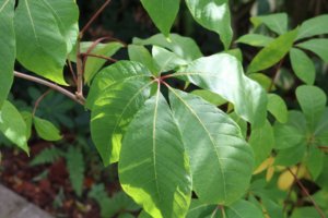 Aesculus parviflora