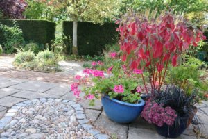 Autumnal pot collection with cornus