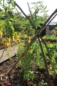 Tomato support Barnsdale Gardens