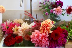 dahlias conditioning in sink