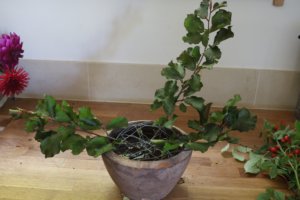 foliage in triangle shape