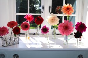 dahlias in bottle vases