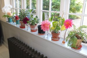 dahlias in bottle vases on shelf