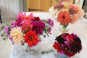 dahlias in vases
