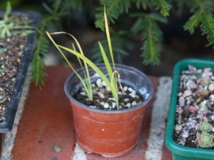 Alpine iris seedlings