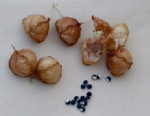 Cardiospermum seedheads