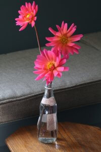 Waterlily type dahlia