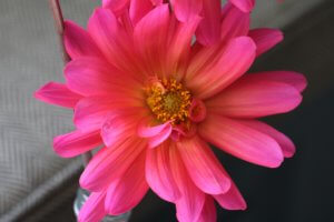 Waterlily type Dahlia
