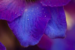 Blue delphinium petal