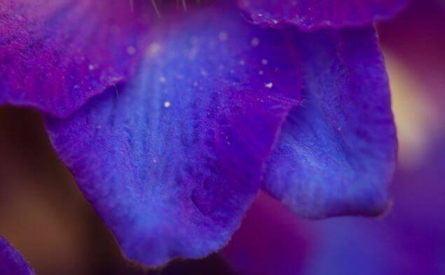 Blue delphinium petal