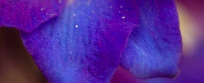Blue delphinium petal