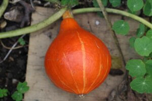 Squash 'Red Kuri'