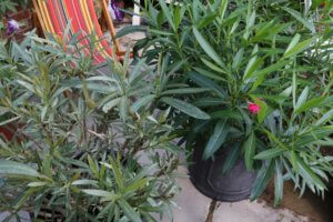 Oleander affected by red spider mite