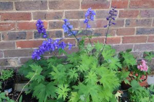 Delphiniums ready to plant out