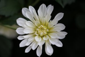 Dahlia Blanc Y Verde