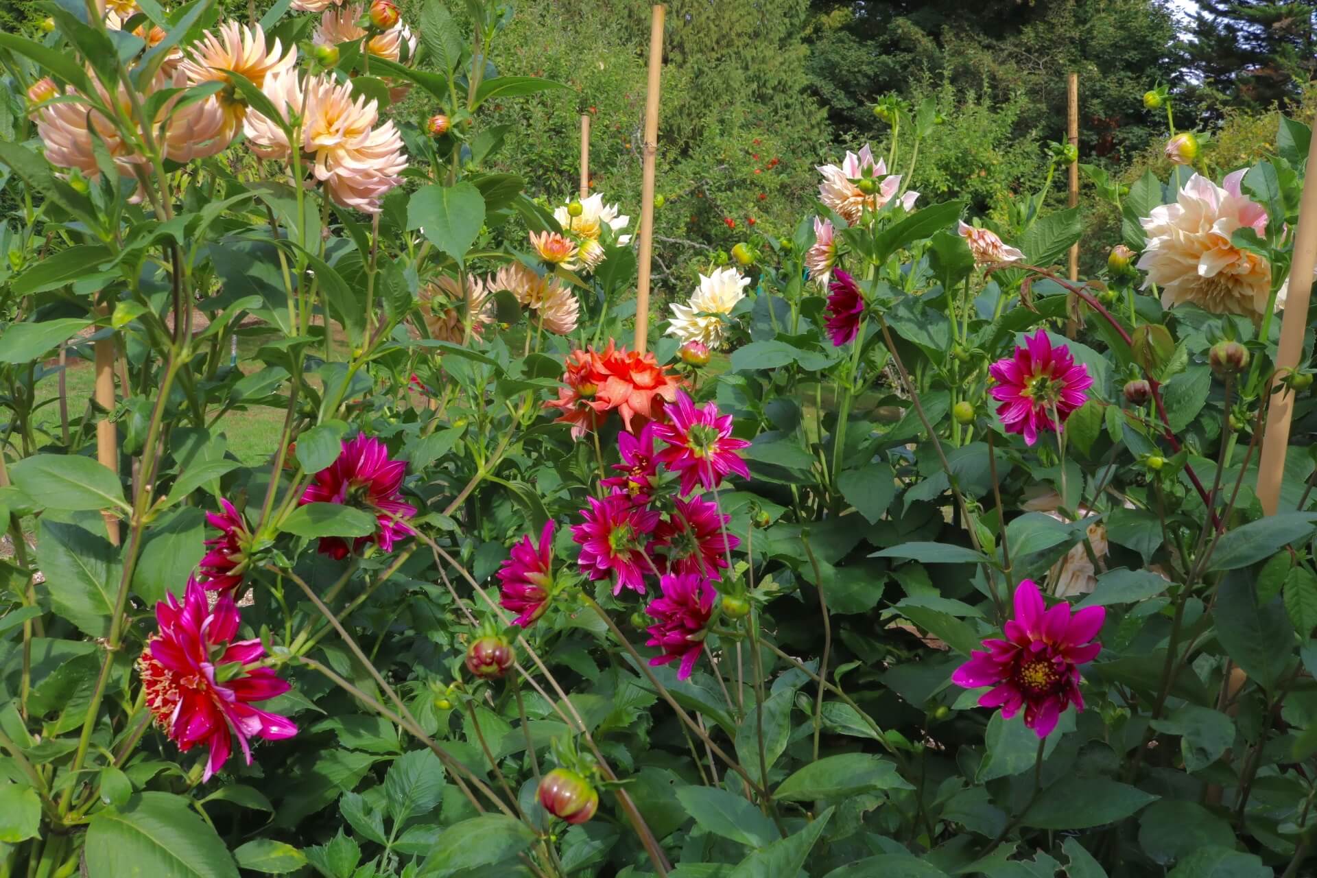 Mixed dahlias in a garden border
