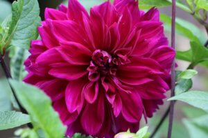 Dahlia Sam Hopkins