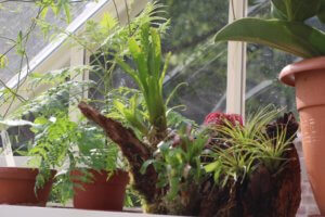 Greenhouse airplants
