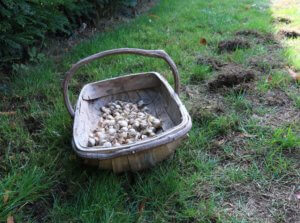 Narcissus bulbs to plant in grass