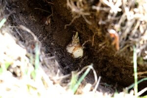 Planting narcissus bulbocodium in grass