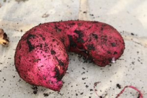 Sweet potato grown in greehouse