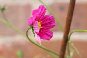 Cosmos dazzler