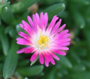Delosperma ruby