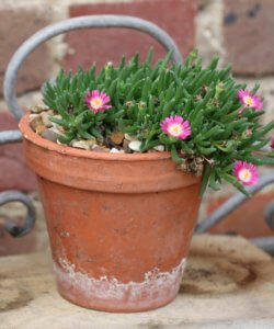 Delosperma Jewel of the Desert ruby