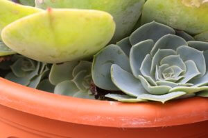 Echeveria offsets