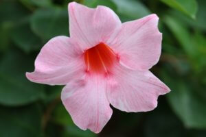 Mandevilla flower