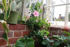 Mandevilla in greenhouse