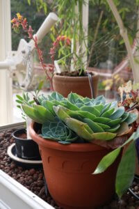 Echeveria offsets
