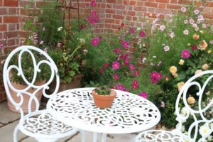 Cosmos dazzler in mixed border