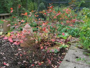 Blueberry bush in autumn