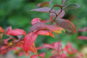 Autumnal leaves of blueberry plant