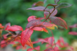 Autumnal leaves of blueberry plant