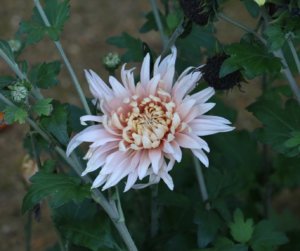 Chrysanthemum Pink Avignon