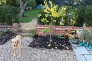 Newly planted Cercis canadensis