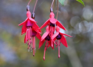 Hardy fuchsia