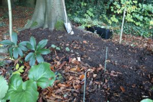 Site for wood anemone planting